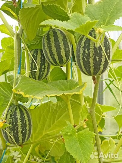 Дыня Ходжа Насреддин (семена)