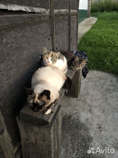 Кошки в добрые руки