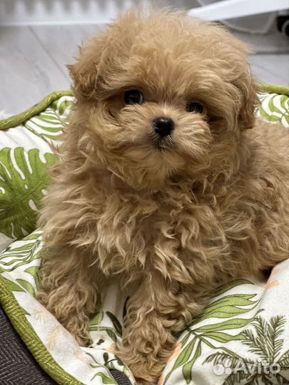 Мальтипу микро