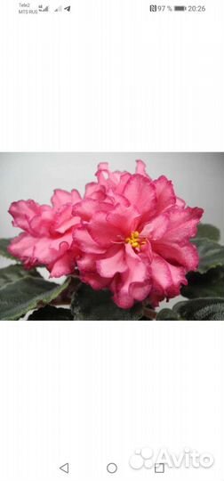 Фиалки сортовые