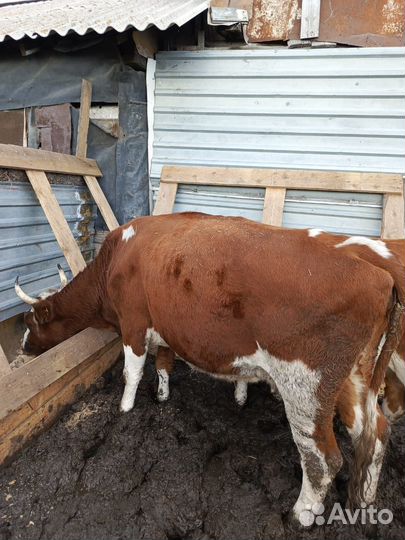 Корова на мясо