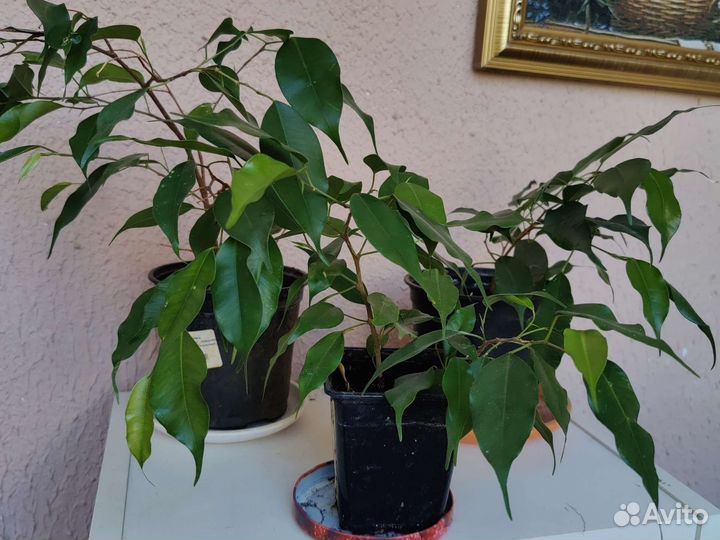 Фикус бельджамина