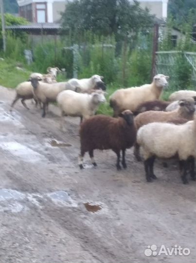 Овцы