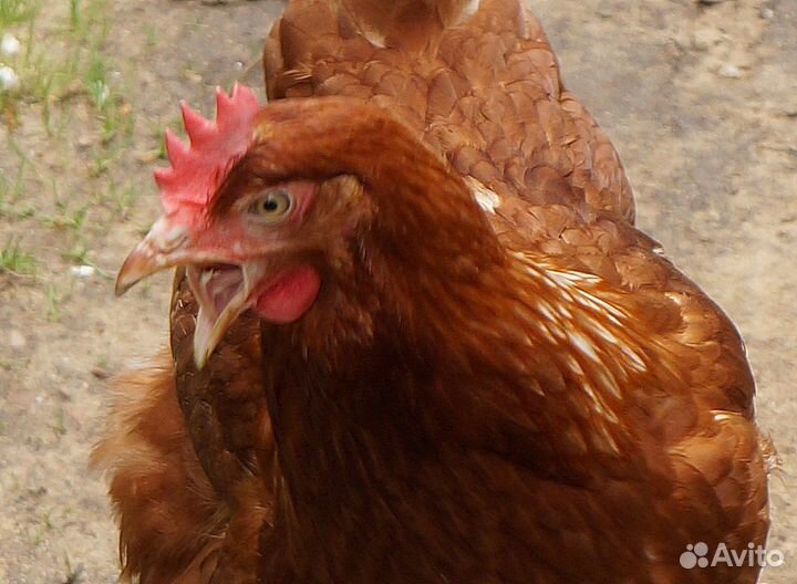 Куры несушки, уже несутся