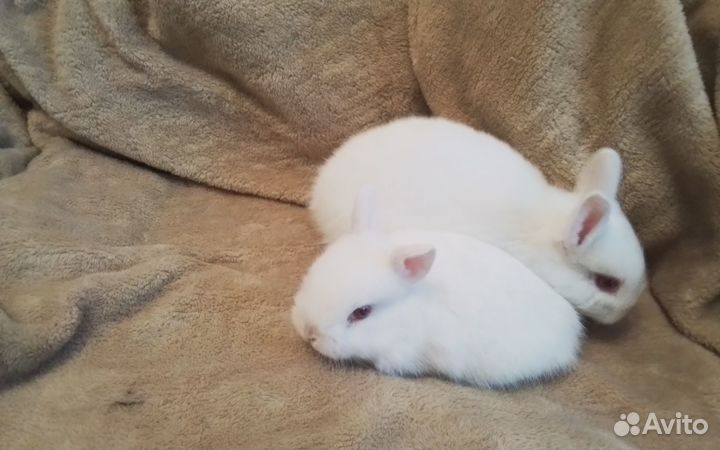 Декоративные карликовые кролики