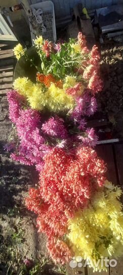 Хризантемы срез