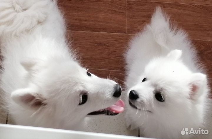 Белоснежные мальчики щенки японского шпица