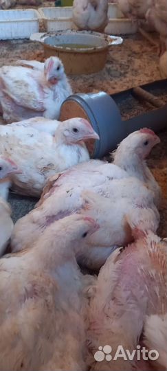 Куры бройлеры коб. 700