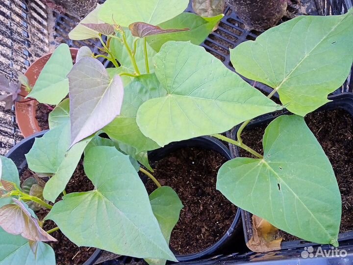 Ипомея батат