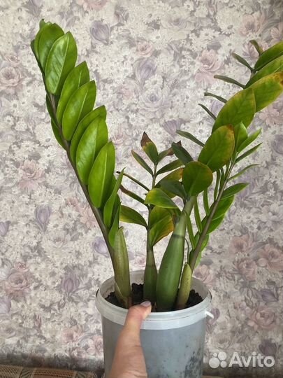 Замиокулькас