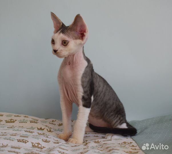 Котик девон рекс