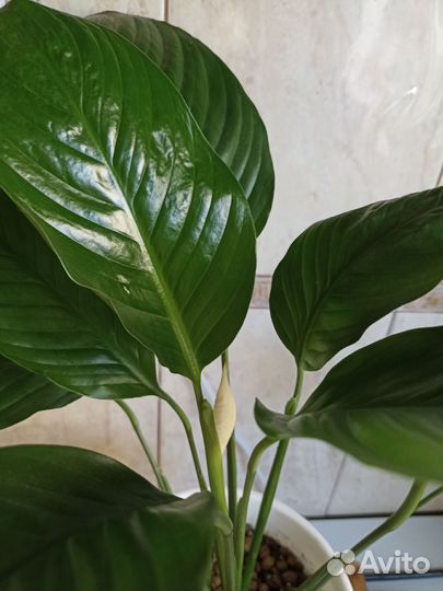 Спатифиллум