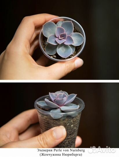 Суккуленты Эхеверии разные