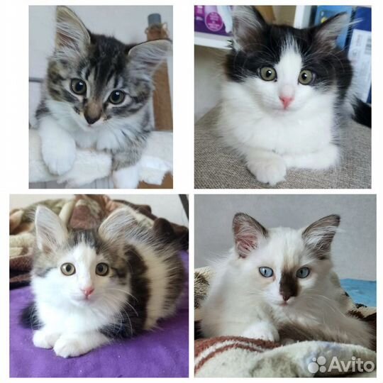 Малышки котята ищут дом