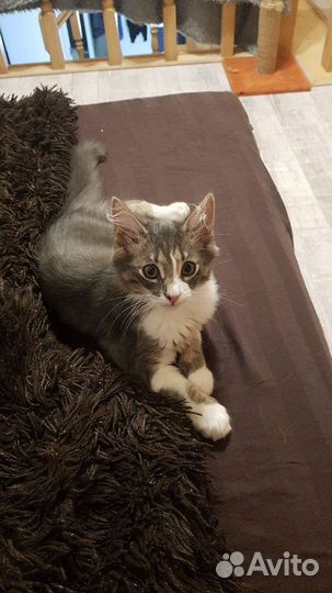 Котенок мальчик бесплатно