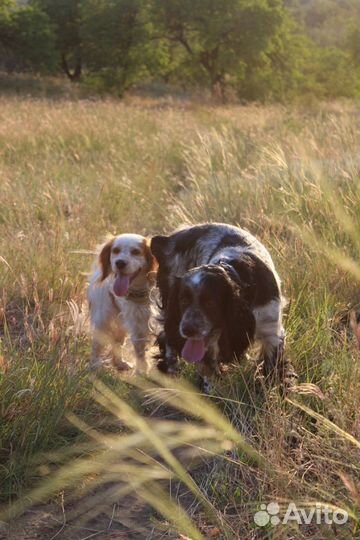Русский охотничий спаниель (вязка)