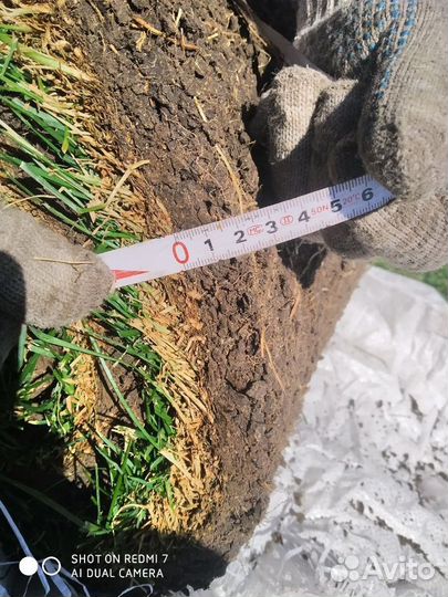 Рулонный газон, уход за газоном