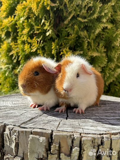Морская свинка ам