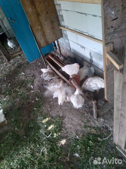 Домашняя птица