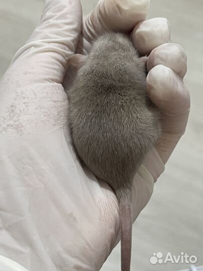 Крысята Дамбо Рекс