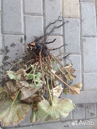 Манжетка мягкая