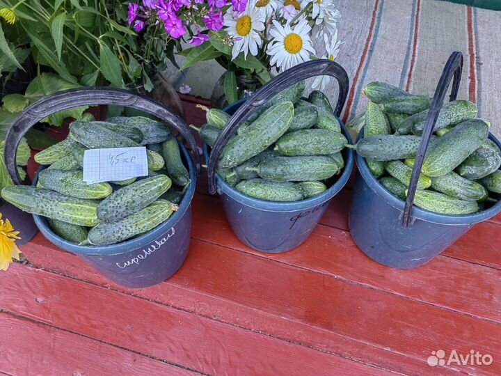 Огурцы свежие