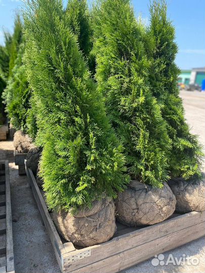 Туя оптом