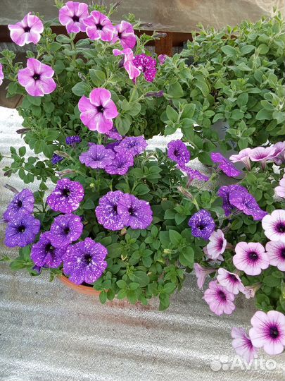 Петуния вегетативная