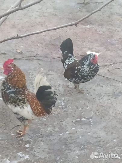 Петушки породы королек