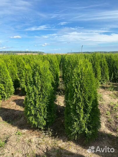 Туя Смарагд 140 см из питомника