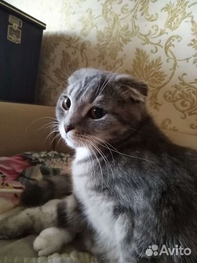 Передержка животных