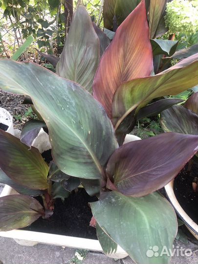 Цветы канны