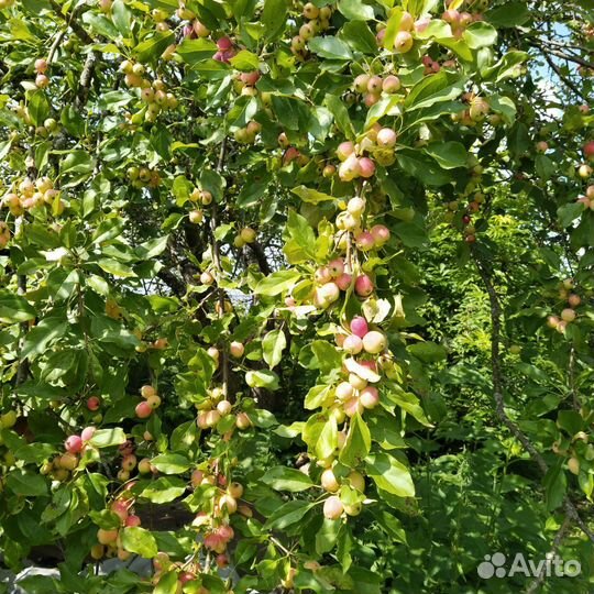 Яблоки китайка