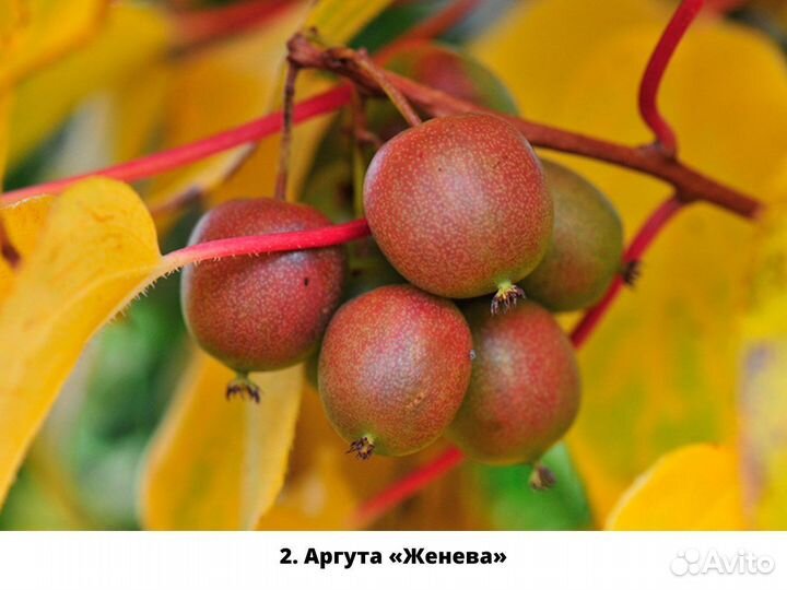 Саженцы Актинидии (русское киви)