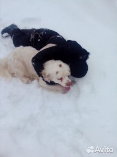 Вязка Кламбер спаниель