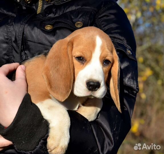 Щенки бигль