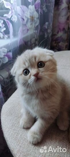 Шотландская