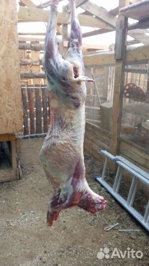 Мясо козлятина, утка