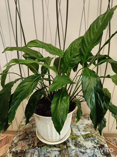 Спатифиллум