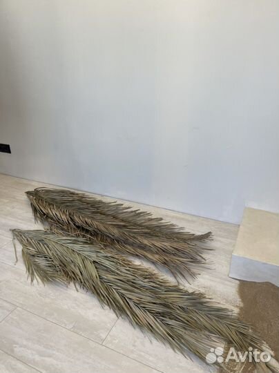 Листья пальмы