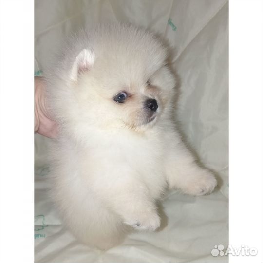 Померанский мини шпиц мальчик