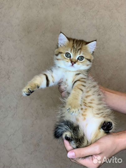 Британские котята