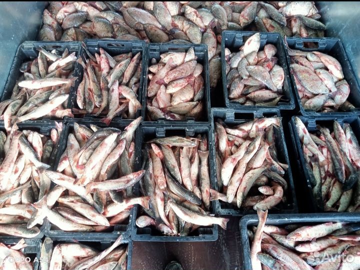 Рыба пеленгас