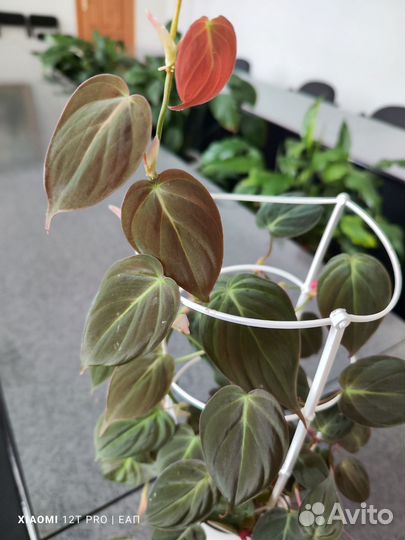 Эпипремнумы и сциндапсусы