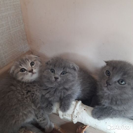Котята