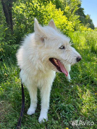 Белая собака из приюта в добрые руки