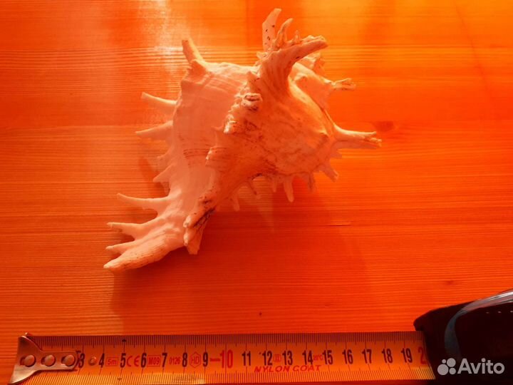 Морская ракушка Chicoreus ramosus чихореус рамосус