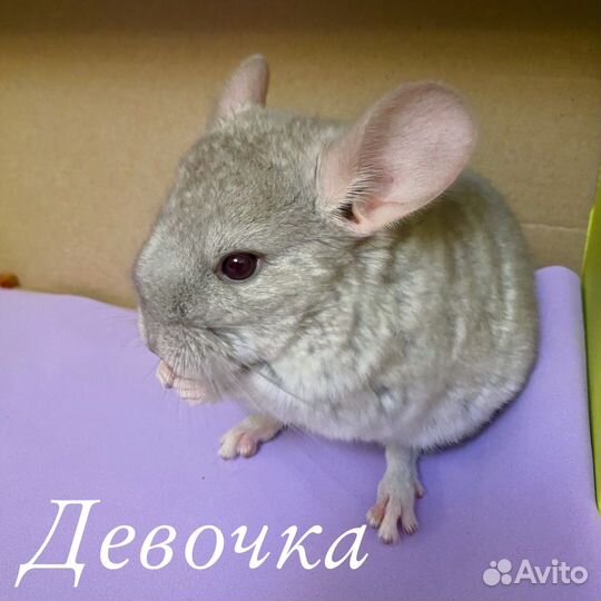 Шиншилла
