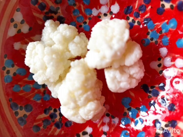 Тибетский молочный гриб