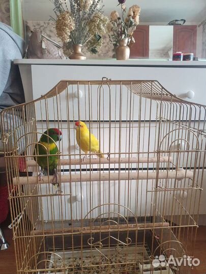 Новозеландские какарики